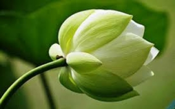Cống hiến hết mình cho pháp hành